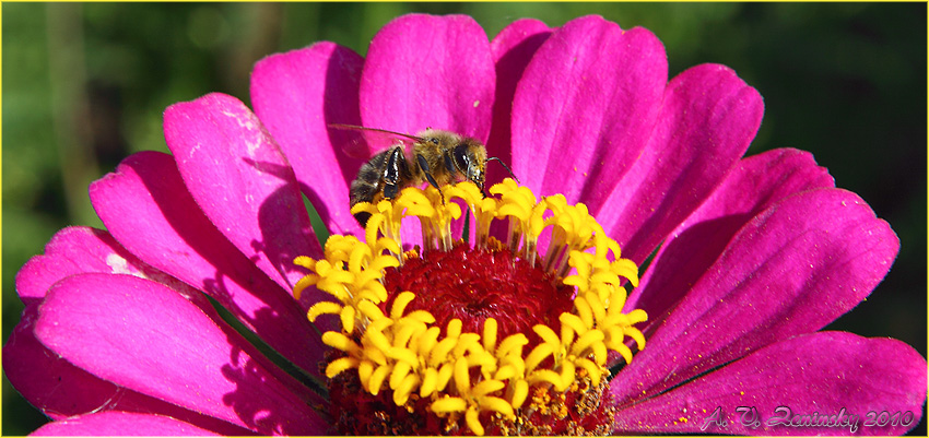 photo "A bee on a flower" tags: nature, flowers, insect