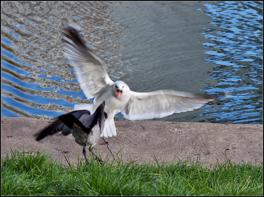 photo "fight" tags: genre, nature, wild animals