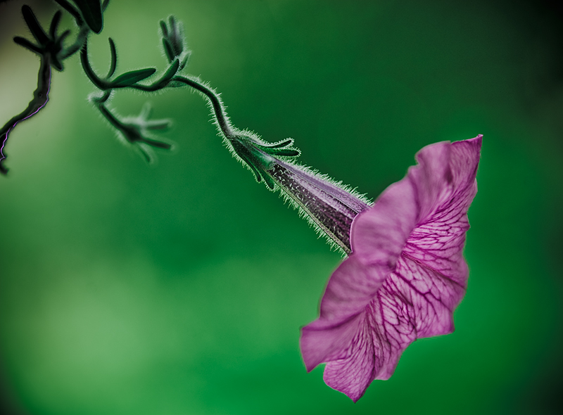 photo "Waiting for Winter" tags: nature, macro and close-up, flowers