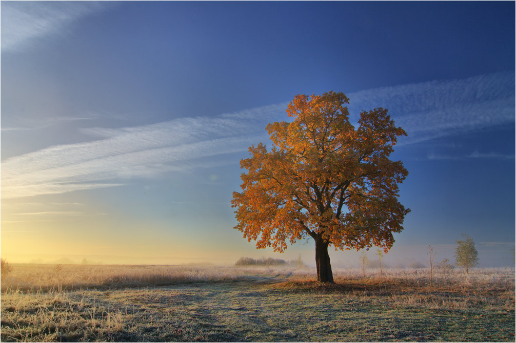 photo "***" tags: landscape, autumn, sunset, одинокое дерево