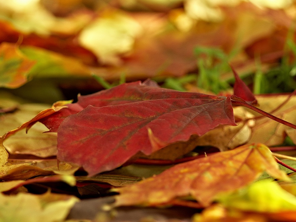 photo "the colors of autumn" tags: macro and close-up, nature, flowers