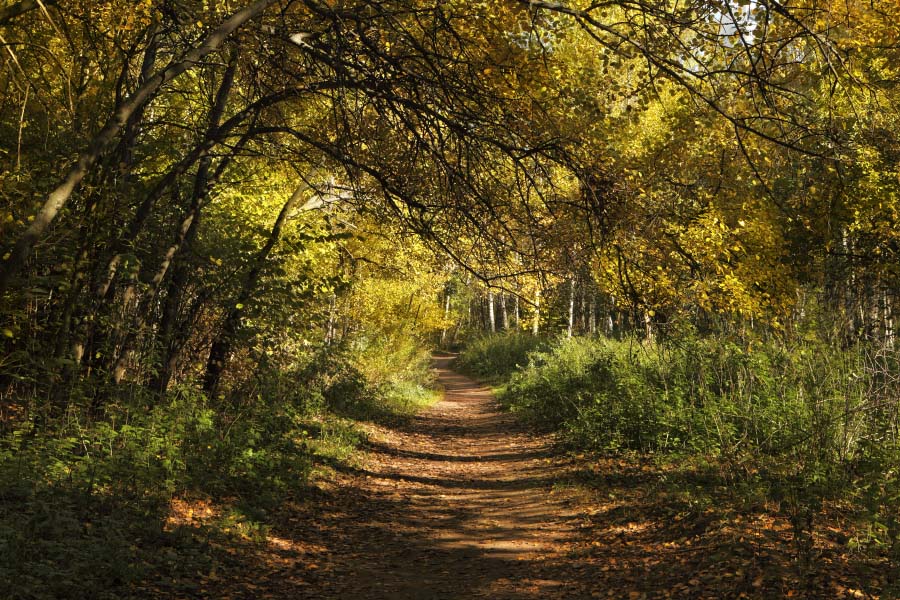 photo "Under the arches fall" tags: landscape, autumn, forest