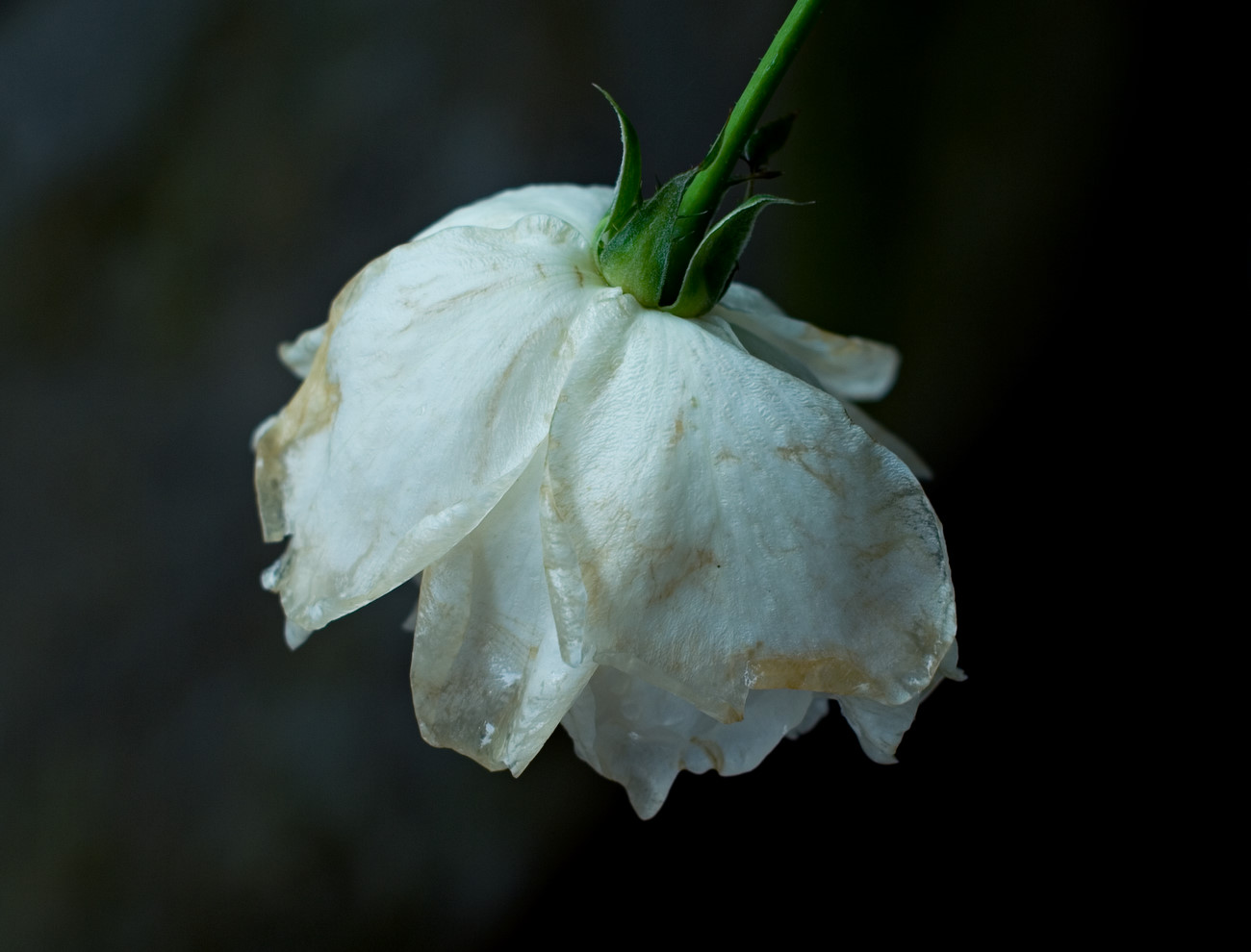 photo "**LAST ROSE ." tags: nature, flowers