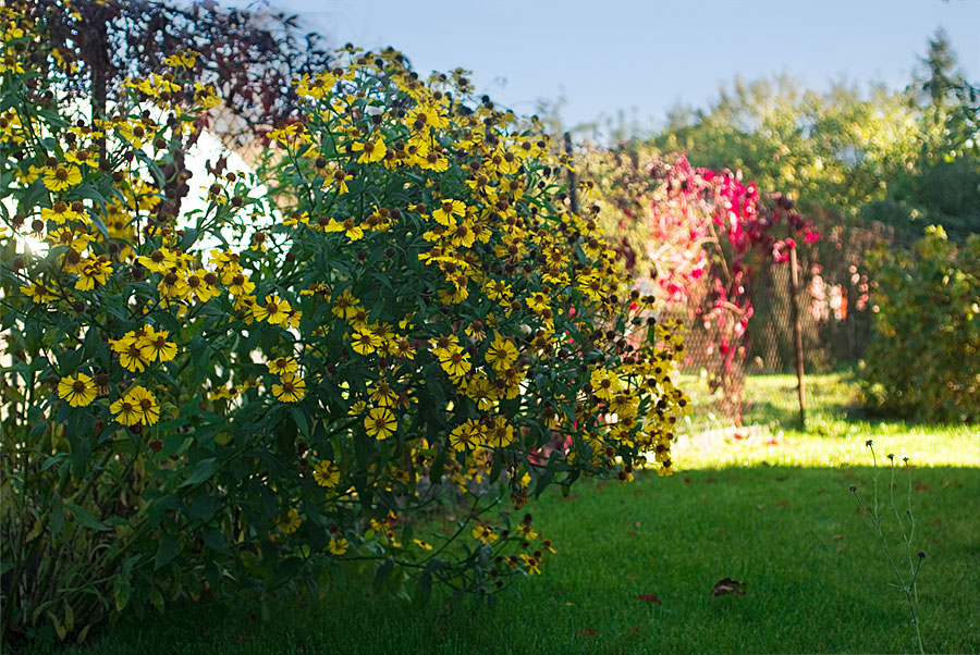 photo "Осень на даче" tags: landscape, autumn