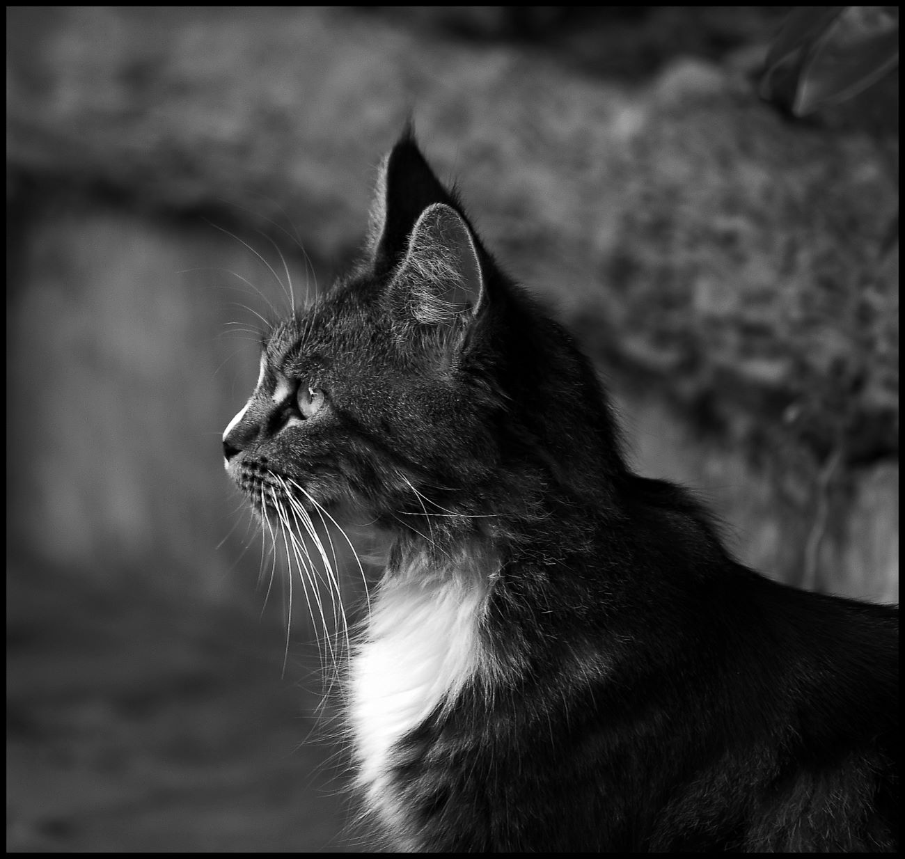 photo "***" tags: nature, black&white, pets/farm animals