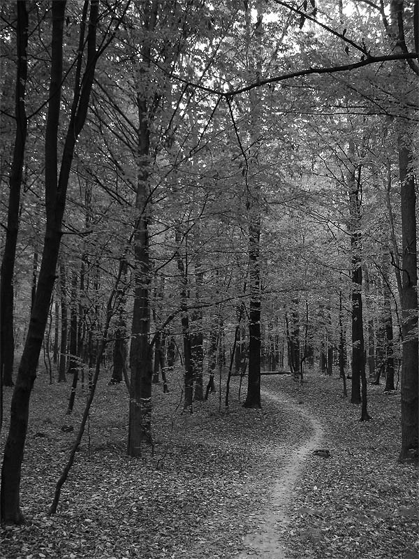 photo "***" tags: landscape, autumn, forest