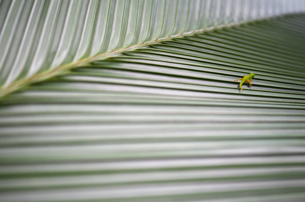 photo "***" tags: nature, wild animals