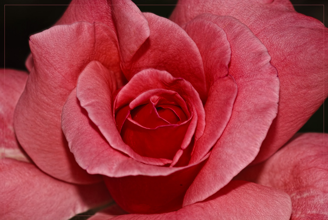 photo "***" tags: nature, macro and close-up, flowers