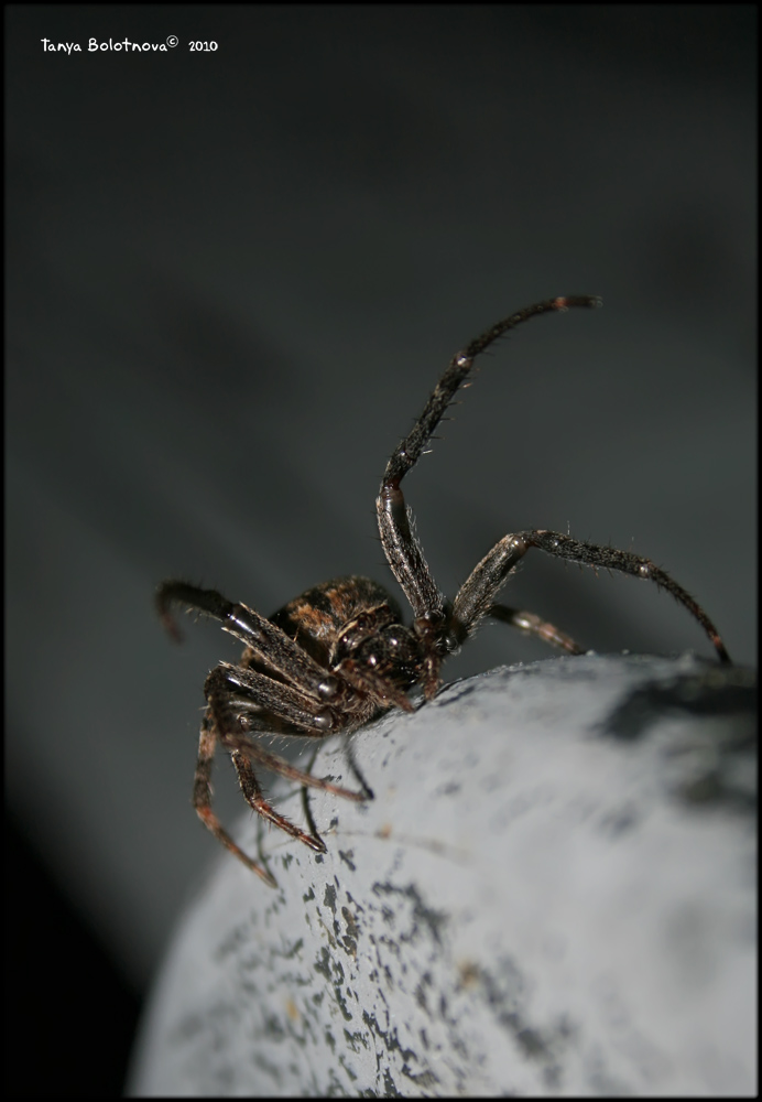 photo "Night hunter" tags: macro and close-up, nature, insect