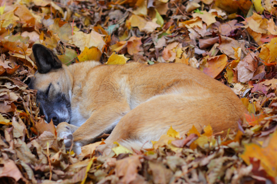 photo "Autumn dreams" tags: landscape, nature, autumn, pets/farm animals