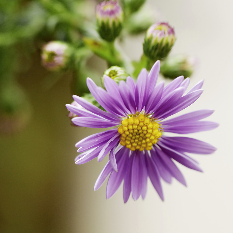 photo "***" tags: nature, macro and close-up, flowers