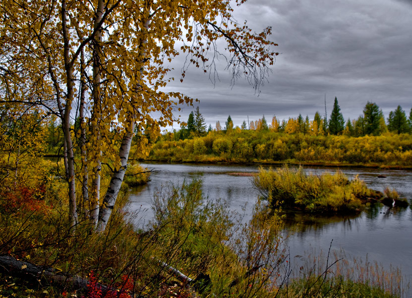 фото "Березы.Осень." метки: пейзаж, лес, осень