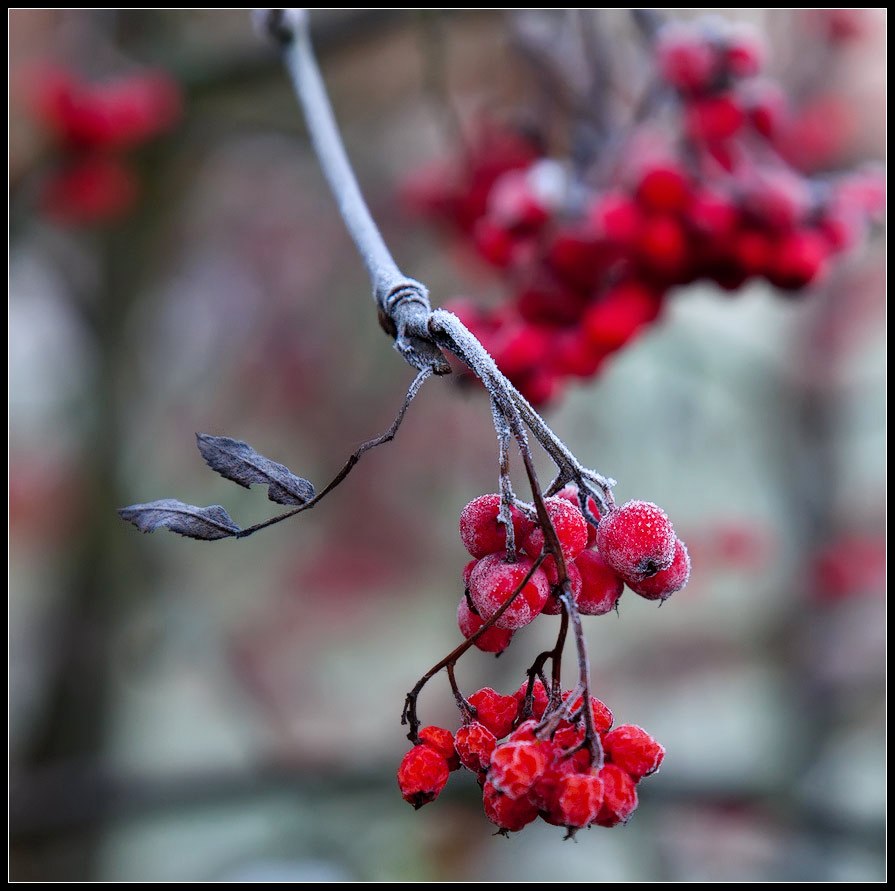 photo "rowan after freezing" tags: nature, macro and close-up, flowers