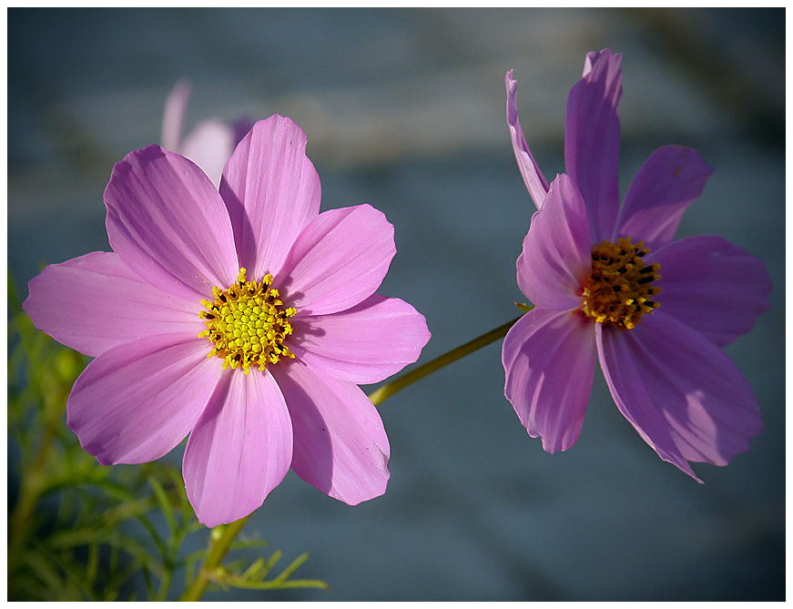 photo "***" tags: nature, flowers