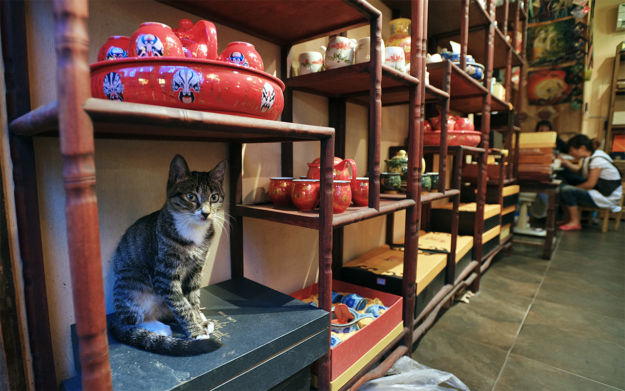 photo "China cat" tags: genre, travel, Asia