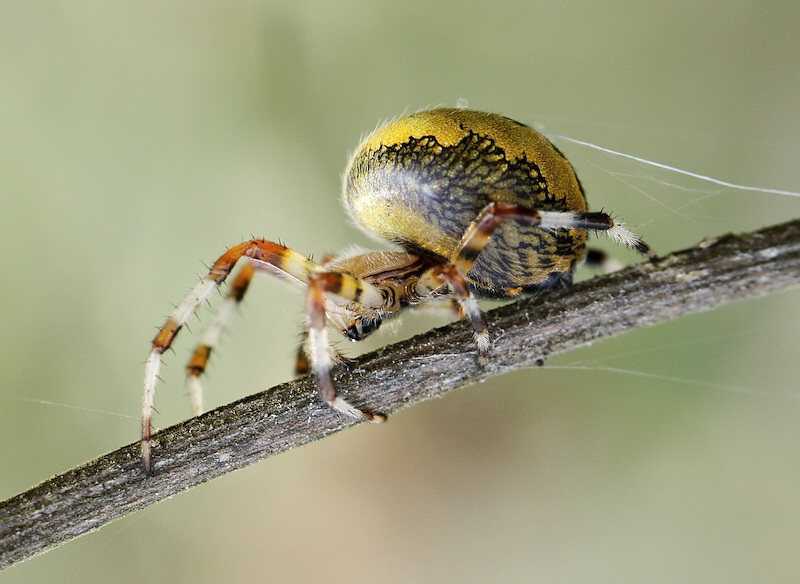 photo "***" tags: nature, insect