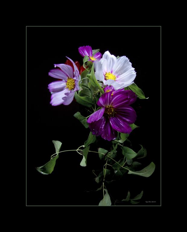 photo "***" tags: nature, flowers