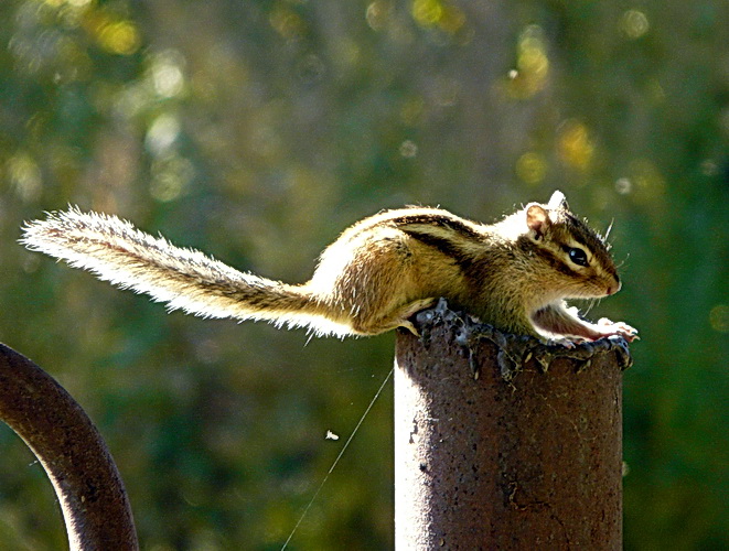 photo "Chipmunk." tags: nature, city, wild animals