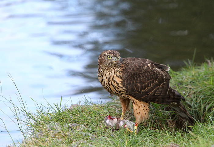 photo "***" tags: nature, wild animals