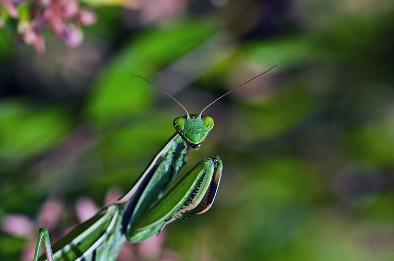 photo "***" tags: nature, insect