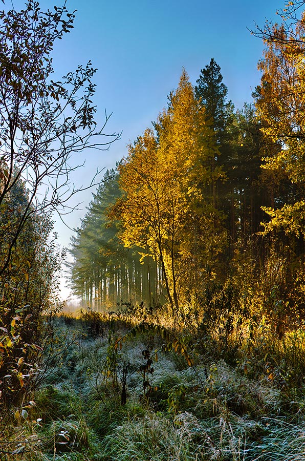 фото "Утро в осеннем лесу" метки: пейзаж, лес, осень