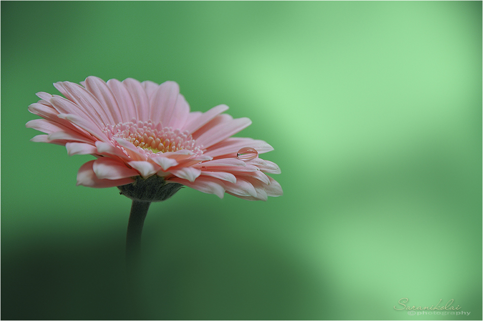 фото "Gerbera" метки: макро и крупный план, 