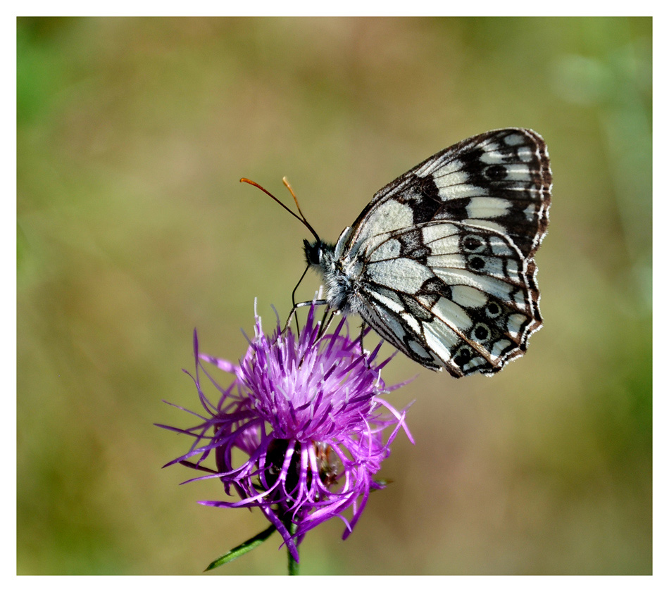 фото "Schmetterling" метки: макро и крупный план, 