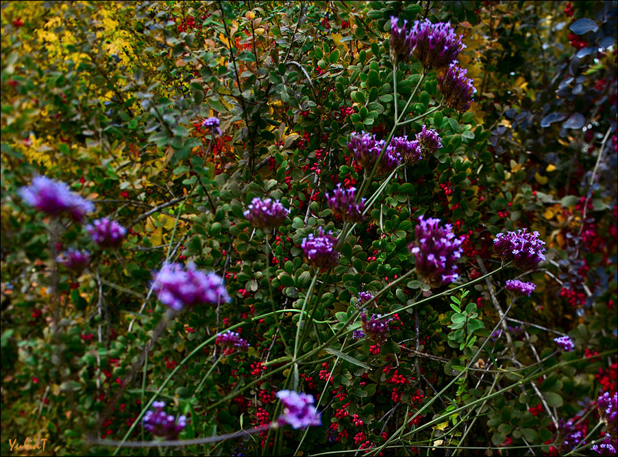 photo "red berries" tags: nature, 