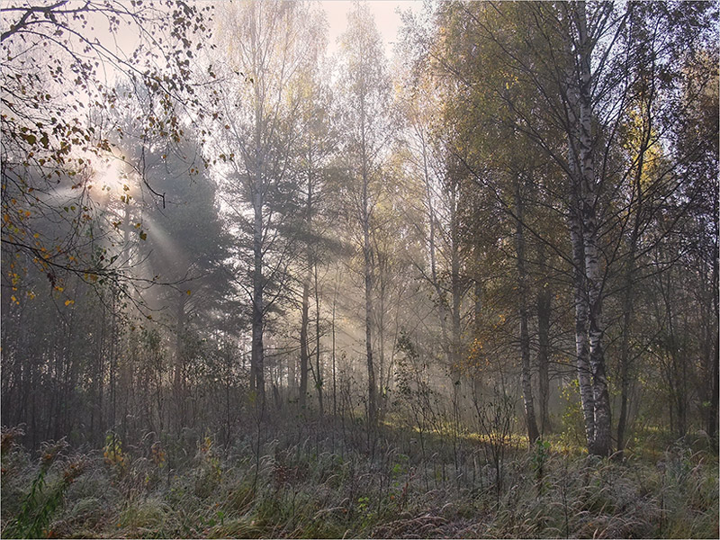 photo "***" tags: landscape, autumn, forest