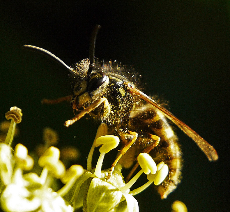 photo "Flower Party" tags: nature, insect