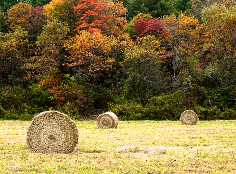 photo "Fall Has Arrived 3" tags: landscape, autumn