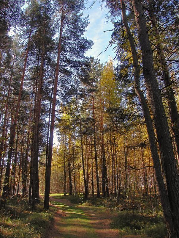 photo "At the End of september" tags: landscape, autumn, forest