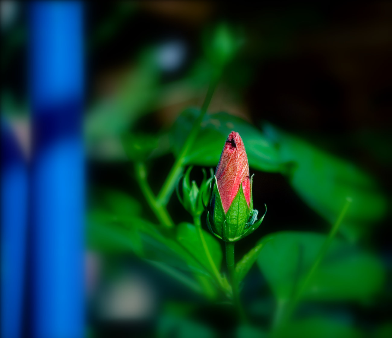 photo "***" tags: nature, flowers