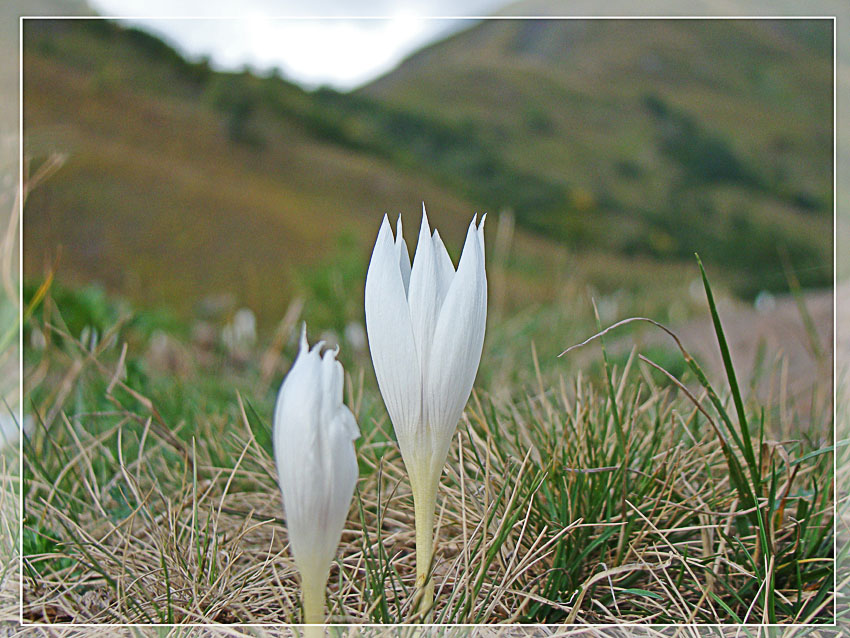 фото "Горные крокусы" метки: природа, цветы