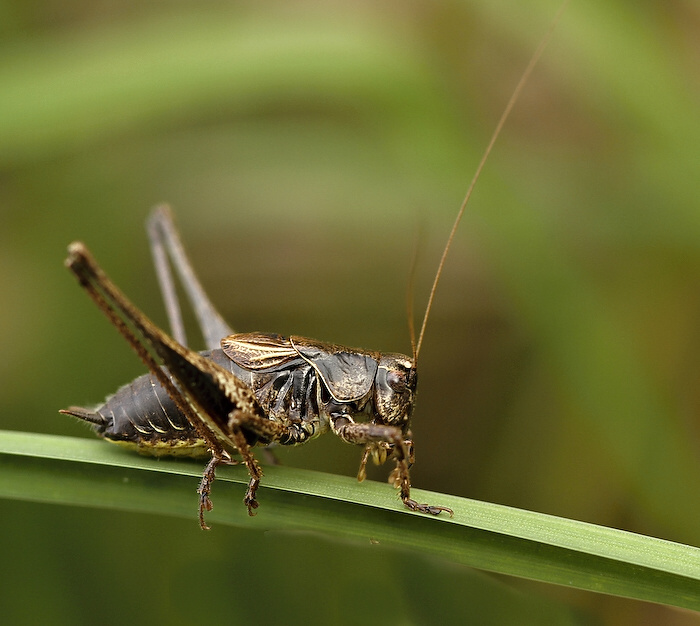 photo "***" tags: nature, insect