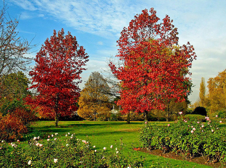 бет ринью - когда закончится осень. Autumn ends. осень. зеленый лес. Autumn ends.