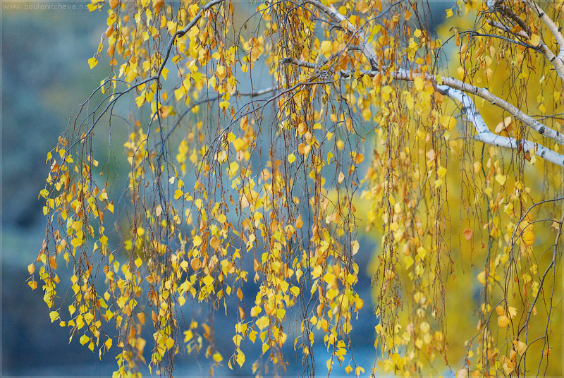 photo "***" tags: landscape, nature, autumn, flowers