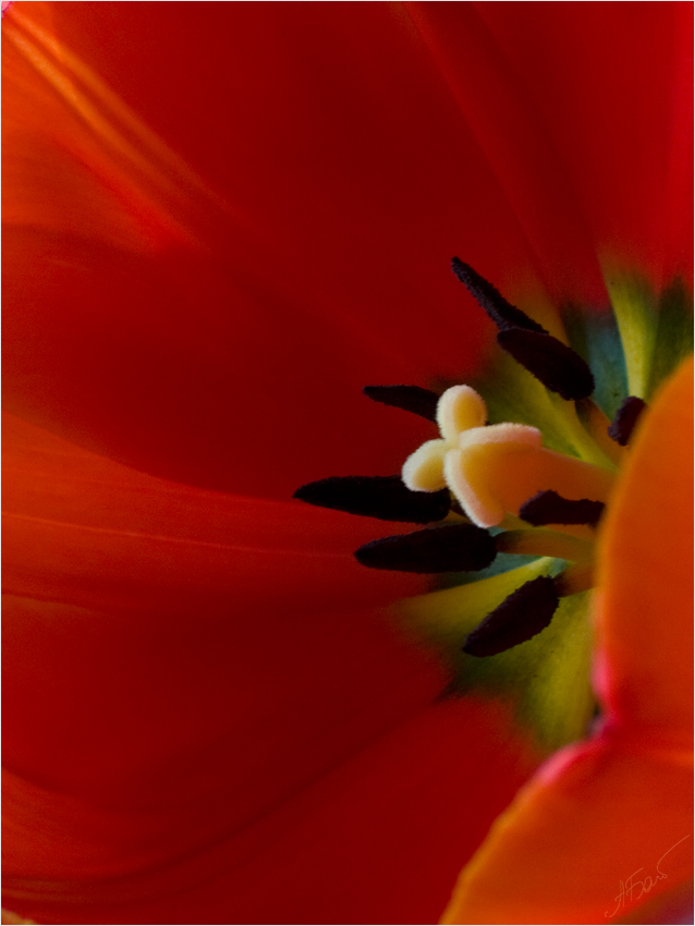 photo "Deep Red II" tags: macro and close-up, fragment, 