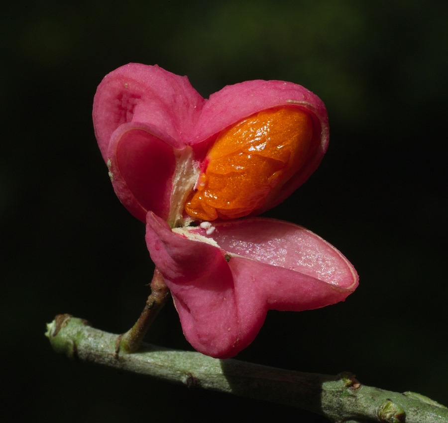 photo "***" tags: nature, flowers