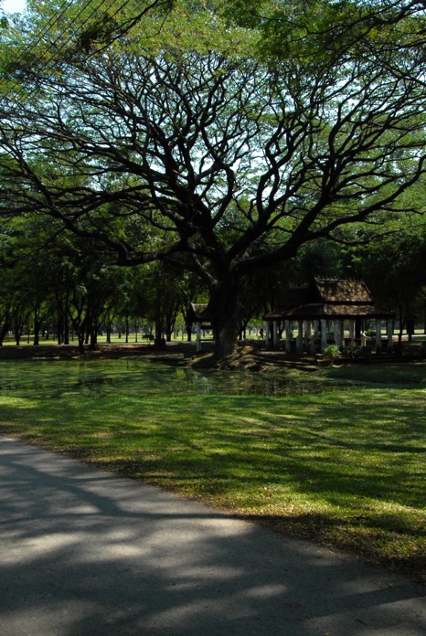 photo "Om Tree" tags: landscape, travel, 