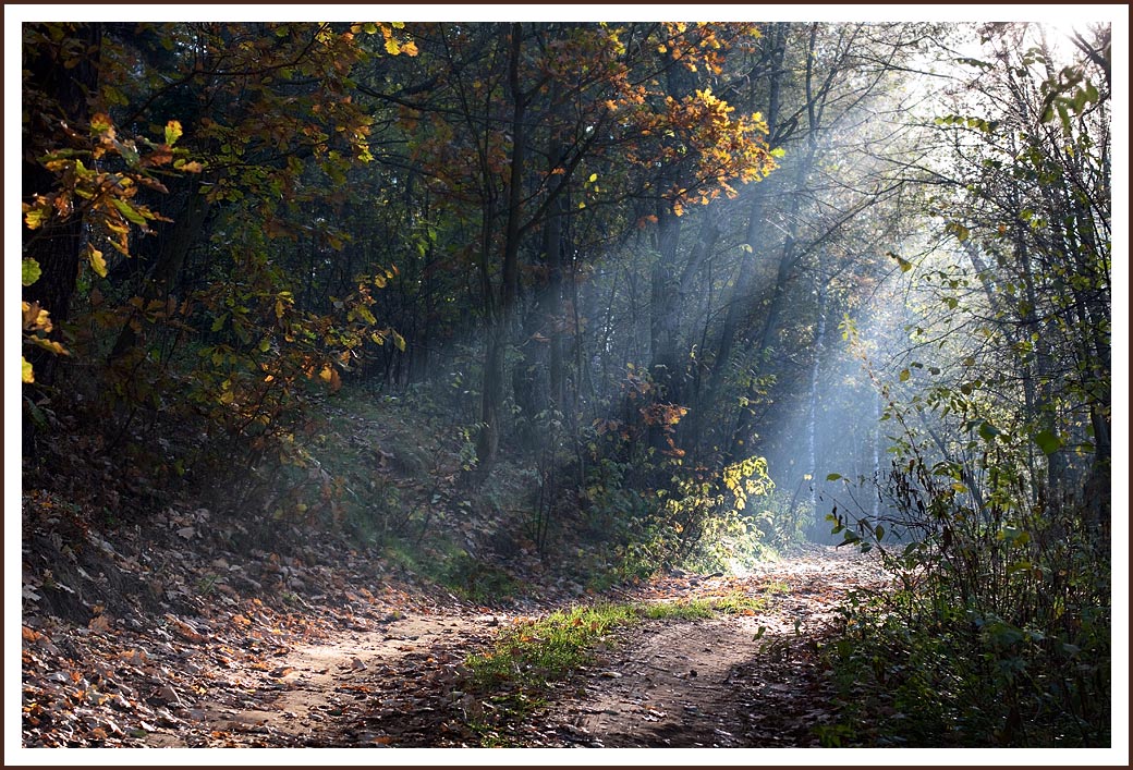 фото "Осенние лучи" метки: пейзаж, лес, осень