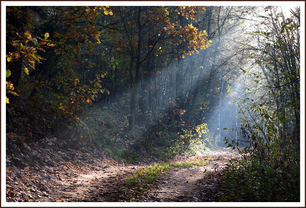 photo "***" tags: landscape, autumn, forest