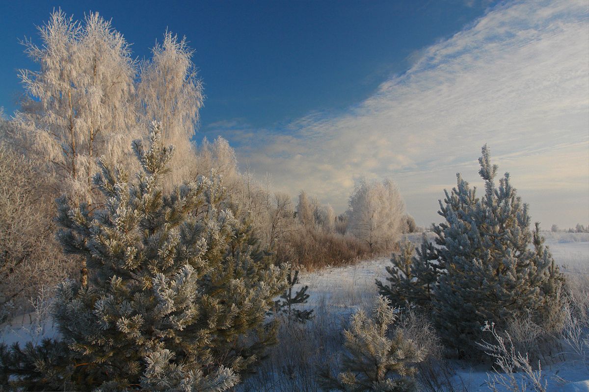 photo "***" tags: landscape, forest