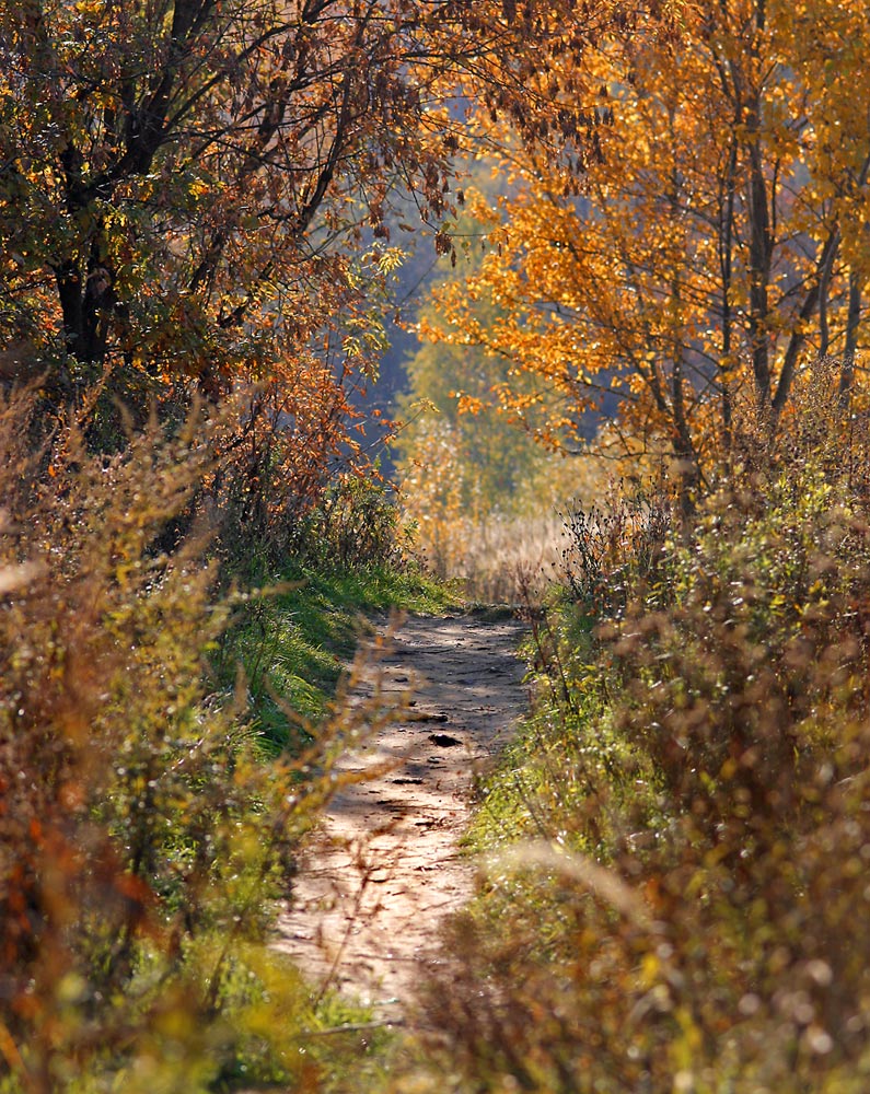 photo "Path in the autumn." tags: landscape, forest