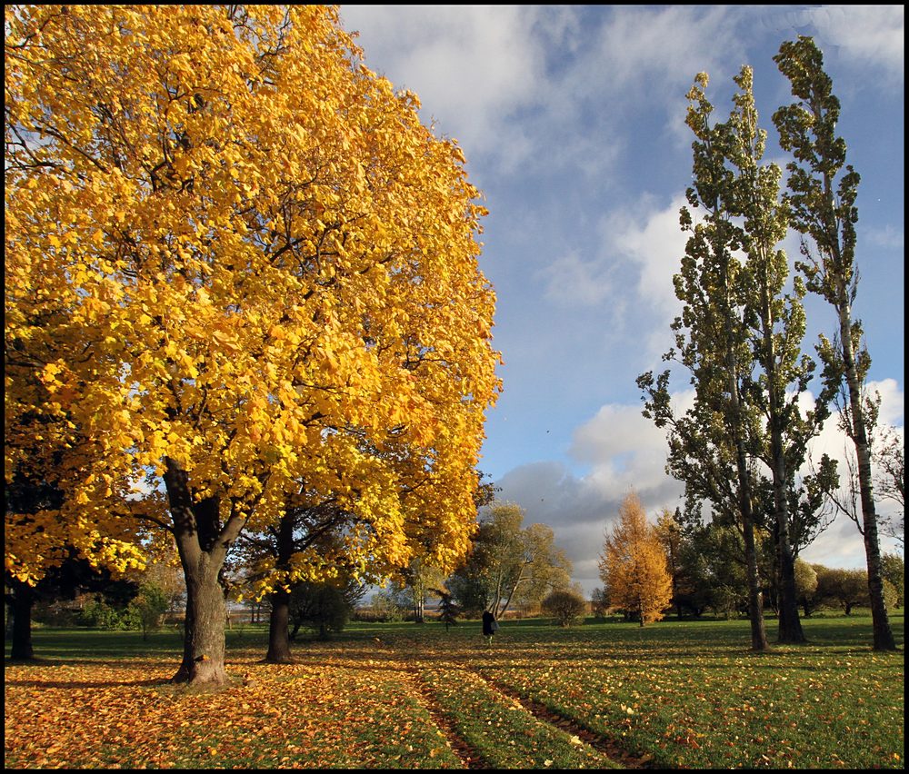 photo "The Rut" tags: landscape, autumn