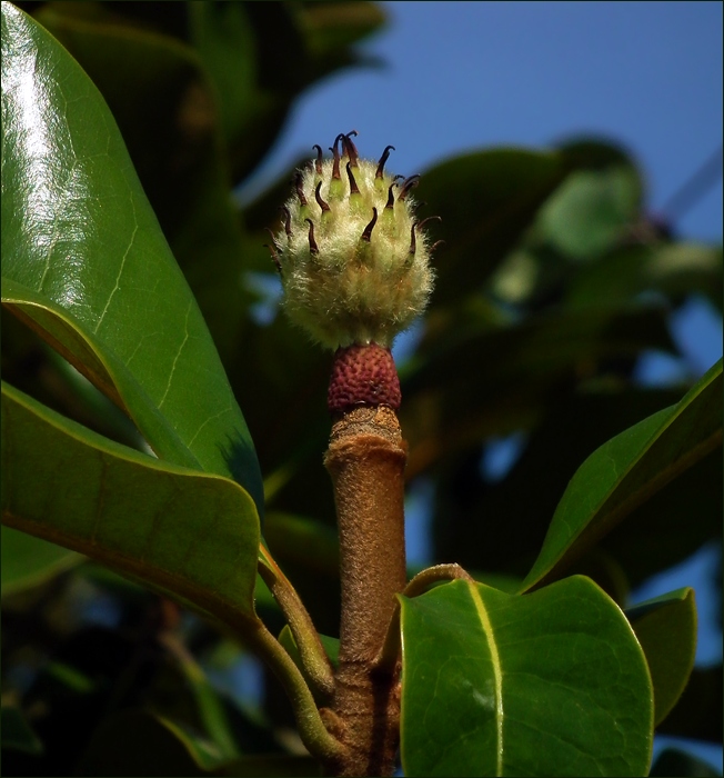 photo "As Magnolia is finished blossoming." tags: nature, flowers