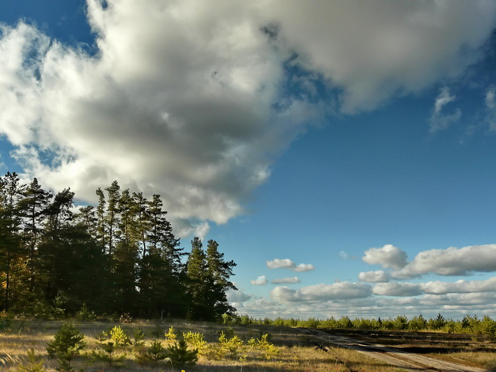 photo "***" tags: landscape, forest