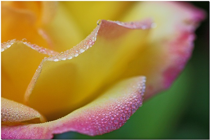photo "Dewy Petals" tags: nature, macro and close-up, flowers
