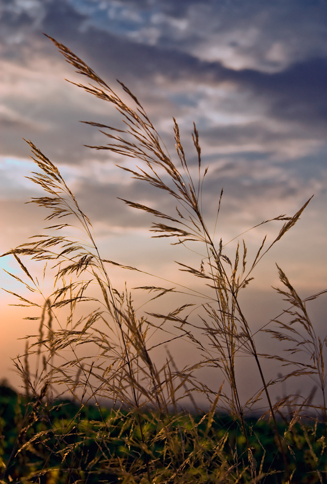 photo "Farewell to Summer" tags: misc., nature, flowers