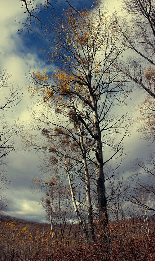 photo "***" tags: landscape, autumn